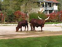 Watusi - Bos taurus (cla Mammiferes) (ord Artiodactyles) (fam Bovides) (03)